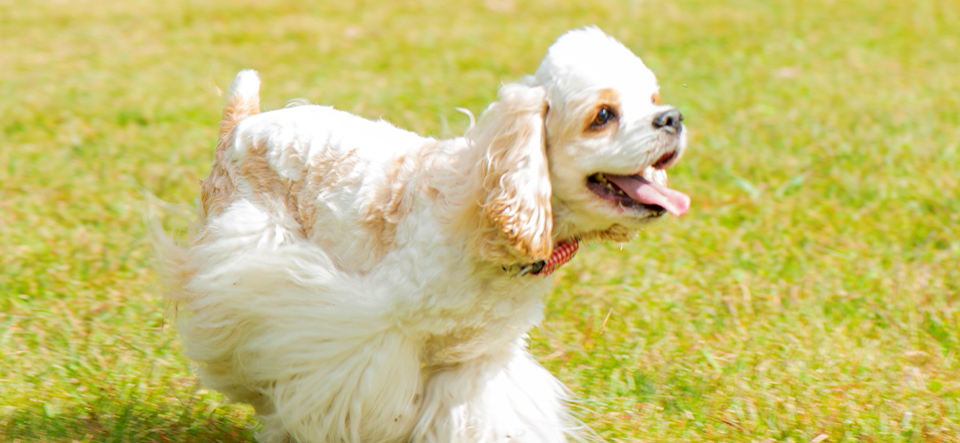 犬の散歩の様子