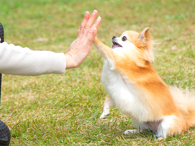 散歩中の犬