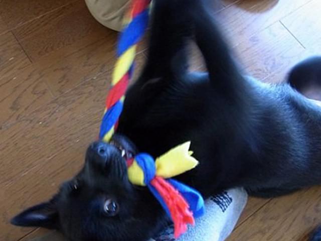パピークラス