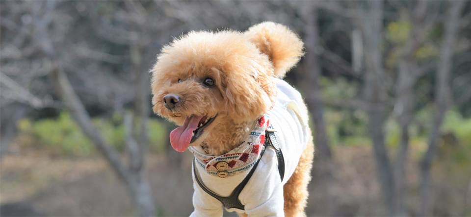 犬の散歩の様子